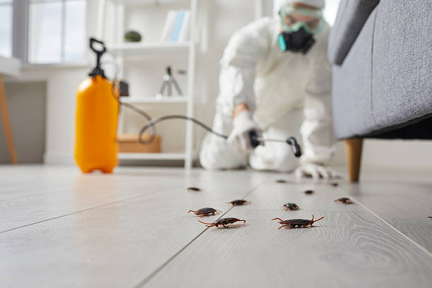 Post-Treatment Bed Bug Interceptor Monitoring in West Ishpeming